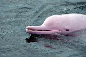 Los delfines rosados viven en el Amazonas