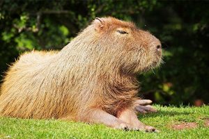 Capibara Tambopata