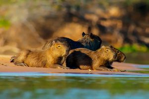 El carpincho, capibara, ronsoco, chigüire o chigüiro​